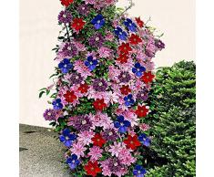 MURIEO jardín- Plantas trepadoras Clematis de 50 piezas, semillas de flores, flores perennes resistentes, efectos de paisaje para terrazas, cercas, jardín