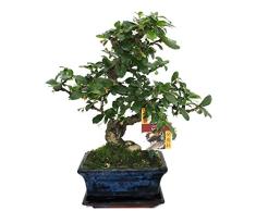 Bonsai Fukientee - Carmona microphylla - 6 years