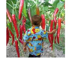 50 semillas / pack semillas de hortalizas diez gigantes rojas nuevas especias picantes Guindilla Semillas de Plantas hasta 50 cm
