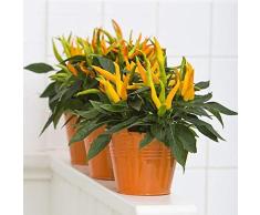KINGDUO Egrow 100Pcs/Pack Pepper Seeds Hot Chilli Pepper Capsicum Vegetales Bonsai Plantas para El Hogar Y El Jardín-Amarillo