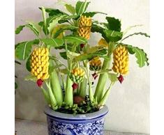 Ncient 10/20/30/50/100 Semillas de Arbol de Plátano Bananas Enano Semillas Frutas Flores Plantas Bonsai para Jardín Balcon Interior y Exteriores