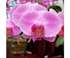 Orquídea Flor Phalaenopsis Semillas Home Garden 20 Unids/pack