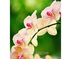 La venta caliente 50pcs rara orquídea Cymbidium, Cymbidiums semillas africanas, semillas de flores bonsai, plantas para el jardín de c