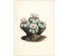 Posterlounge Cuadro de metacrilato 30 x 40 cm: Peyote Cactus, Lophophora williamsii de Walter Hood Fitch/Fotofinder.com