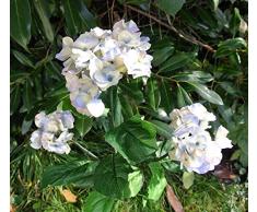 Hortensia Solar – INTERHOME©