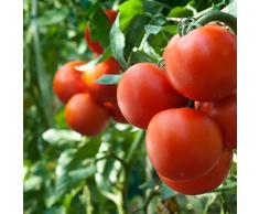 Tomate"Pelikan" - variedad universal para cultivo en invernadero, túnel y campo - semilla