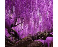 QHYDZ Seeds-20pcs Semillas de Flores de Glicina Wisteria Sinensis Para la Planta de Jardín, Planta Trepadora Ornamental Flor Hardy (Púrpura)