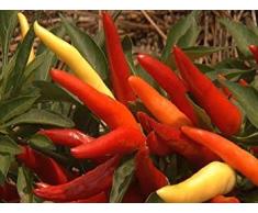 Semillas Ornamentales: Capsicum Ornamental Chilli Paquetes Hybrid Seed (9 Paquetes) Semillas jardín de Plantas por