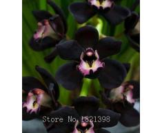 La venta caliente 50pcs rara orquídea Cymbidium, Cymbidiums semillas africanas, semillas de flores bonsai, plantas para el jardín de 9