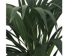 Kentia - Palmera de interior - Maceta 22cm. - Altura total aprox.1,40m. - Planta viva - (Envío sólo a Península)