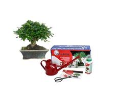Pack básico de iniciación al bonsái Carmona microphylla 5 años