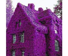 KINGDUO 100Pcs Perfume Arco Iris Plantas De Escalada Coulourful Roca Cress Flor Semillas-Púrpura