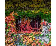 MURIEO jardín- 50pcs Parthenocissus plantas trepadoras, hiedra mameluco plantas ornamentales semillas jardín perenne resistente, casa, pared deco anti-radiación semillas