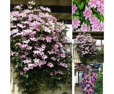Soteer Seed House - 50 pcs Jardín Clematis Semillas de plantas trepadoras Plantas ornamentales perennes Evergreen para el jardín Flores Semillas Climbis Climbis hardy