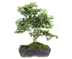Bonsai - Carmona, 16 Años (Bonsai Sei - Carmona Microphylla)