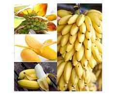 100 Unids Raras Semillas de Árboles de Banano Enano Mini Bonsai Semillas de Frutas Exóticas Plantas de Jardín