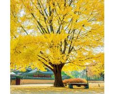 Lonlier Semillas de Gingko Biloba 5 PCS Semillas de Arboles Frutales para Huerto, Jardin, Patio