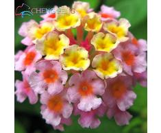 150 pcs Semillas Raras Holanda flor del arco iris del jardín de las semillas de flor rara Semillas Lantana coloridas