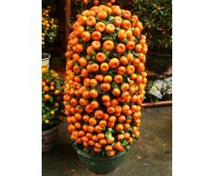 1bag = 50pcs kumquat anaranjado siembra en macetas Balcón Patio Lotes árboles frutales Semillas sabrosos Naranja jugosa para casa y jardín