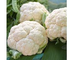 Semillas de coliflor Rober - Brassica oleracea convar. Botrytis var.