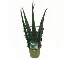 Aloe Vera Planta - Maceta 13cm. - Planta viva - (Envíos sólo a Península)