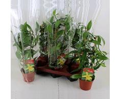 Planta de vainilla real - Vanilla planifolia - orquídea trepadora
