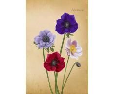 Anemone: Botanical Illustrations Soft Cover Journal, Diary, Notebook with Lined Pages