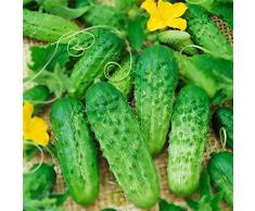 TOMASA Seedhouse-20/50/100 Pcs Semillas de pepino raras Pepino Semillas delicadas Semillas de hortalizas Melón fresco y fruta para jardín en el hogar