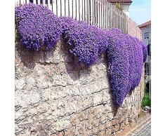 TOMASA Seedhouse-100 piezas de berro rocoso plantas de plantas flores trepadoras, cubierta de tierra decoración de jardín de flores semillas de flores perennes plantas ornamentales resistentes