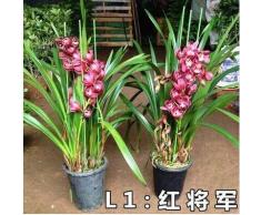 50pcs / lot rara orquídea Cymbidium, semillas Cymbidiums africanas, semillas de flores, bonsai planta para el jardín de 15