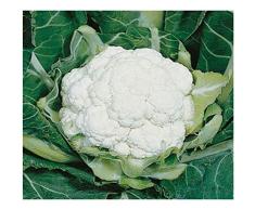 Premier Seeds Direct CAU06 - Semillas para Verduras (Coliflor)