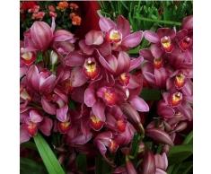 50pcs / lot rara orquídea Cymbidium, semillas Cymbidiums africanas, semillas de flores, bonsai planta para el jardín de 4