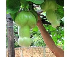 Beautytalk Jardín-Semillas de melón raras Semillas de hortalizas orgánicas Semillas de melón colgantes Semillas de plantas perennes perennes Melón para jardín de balcón