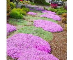 TOMASA Seedhouse-100 piezas de berro rocoso plantas de plantas flores trepadoras, cubierta de tierra decoración de jardín de flores semillas de flores perennes plantas ornamentales resistentes