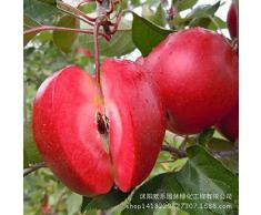 Manzana manzana roja amor de frutas carnes rojas, árboles frutales en macetas se pueden plantar árboles frutales 50 semillas / Paquete