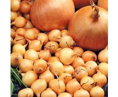 TOMASA Seedhouse- 100piezas de semillas de cebolla enorme, 12 tipos de cebollas orgánicas Semillas de hortalizas perennes Cebolla Semilla Alfombra Vegetales Jardín de semillas