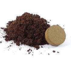 SAFLAX - Ecológico - Coliflor - Bola de nieve - 70 semillas - Brassica oleracea var. botrytis