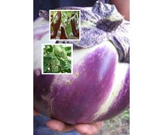 Rojo: ¡En oferta! 100 semillas de berenjena 10 tipos de semillas de hortalizas de varios colores Alta germinación Bricolaje Garen Semillas de plantas florecientes perennes