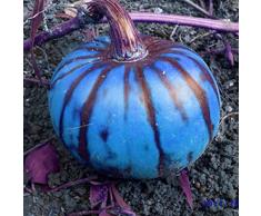Soteer Seed House - 20 Piezas Semillas de calabaza ornamentales Semillas de hortalizas orgánicas Calabaza gigante Plantas ornamentales De rápido crecimiento para jardín, cercas, pérgolas