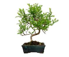 Bonsái Zanthoxylum piperitum 8 años