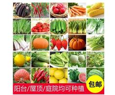 Ornamentales Semillas,Balcón jardín Conjunto de Semillas de hortalizas Colza de Verduras y Frutas-Col China 250,Semillas de Plantas Verdes