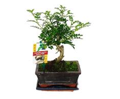Bonsai Szechuan pepper - Zanthoxylum piperitum - approx. 6 years - spherical shape