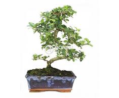 Bonsai - Carmona, 8 Años (Bonsai Sei - Carmona Microphylla)