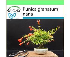 SAFLAX - Garden to Go - Granado enano - 50 semillas - Punica granatum nana
