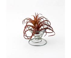 OUNONA Acero Inoxidable Aire Plantas Tilla ndsia Soporte de mesa decorativo 6 unidades