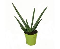 Aloe Vera Planta - Maceta 12cm. - Altura aprox. 30cm. - Planta viva - (Envíos sólo a Península)