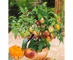 100 semillas de melón dulce de mini melón de árbol para no GMO-orgánica de frutas y semillas de hortalizas para el jardín de DIY
