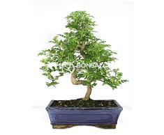 Bonsai - Falso pinimiento, 10 Años (Bonsai Sei - Zanthoxylum Piperitum)