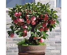 FastDirect Semillas de Manzana Semillas Frutales 10 PCS Semillas de Arboles Bonsai de Manzano para Balcón Interior, Jardin, Huerto