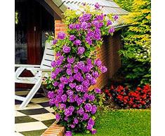 Ncient 200 Semillas de Rosas Trepadoras Semillas Flores Raras Plantas Bonsai para Jardín Balcon Interior y Exteriores